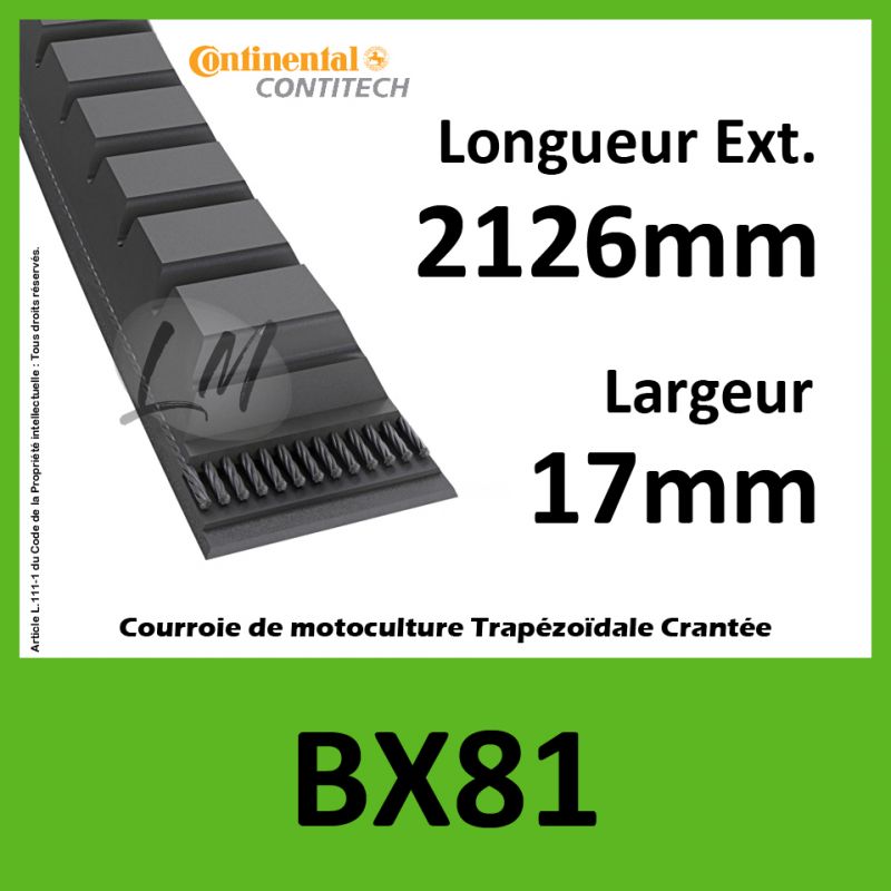 Courroie BX81 - Continental