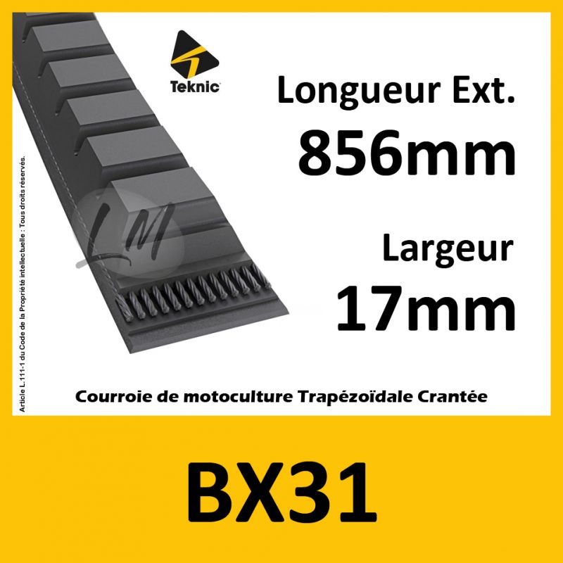 Courroie BX31 - Teknic